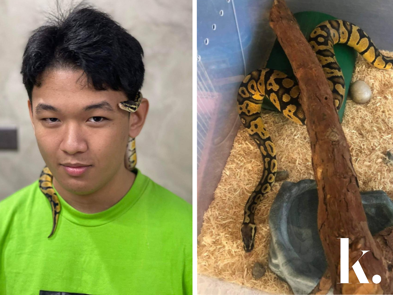 What It's Like to Keep A Pet Snake Keeta