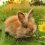 keeta-ph_website-banner-bunny