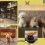 keeta-website_banner-pet_friendly_cafes